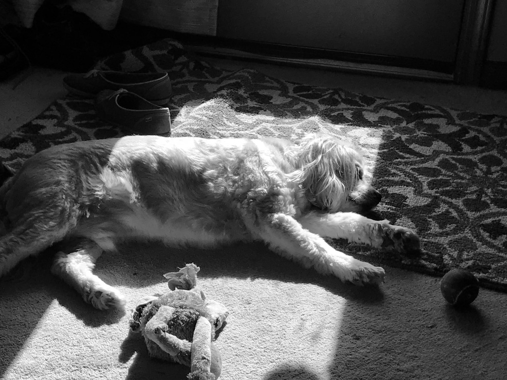 black and white of dog sleeping on floor in a sunbeam with toys around him 