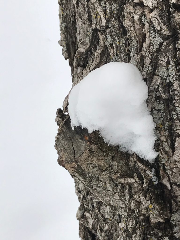 color photo of snow on the side of a tree