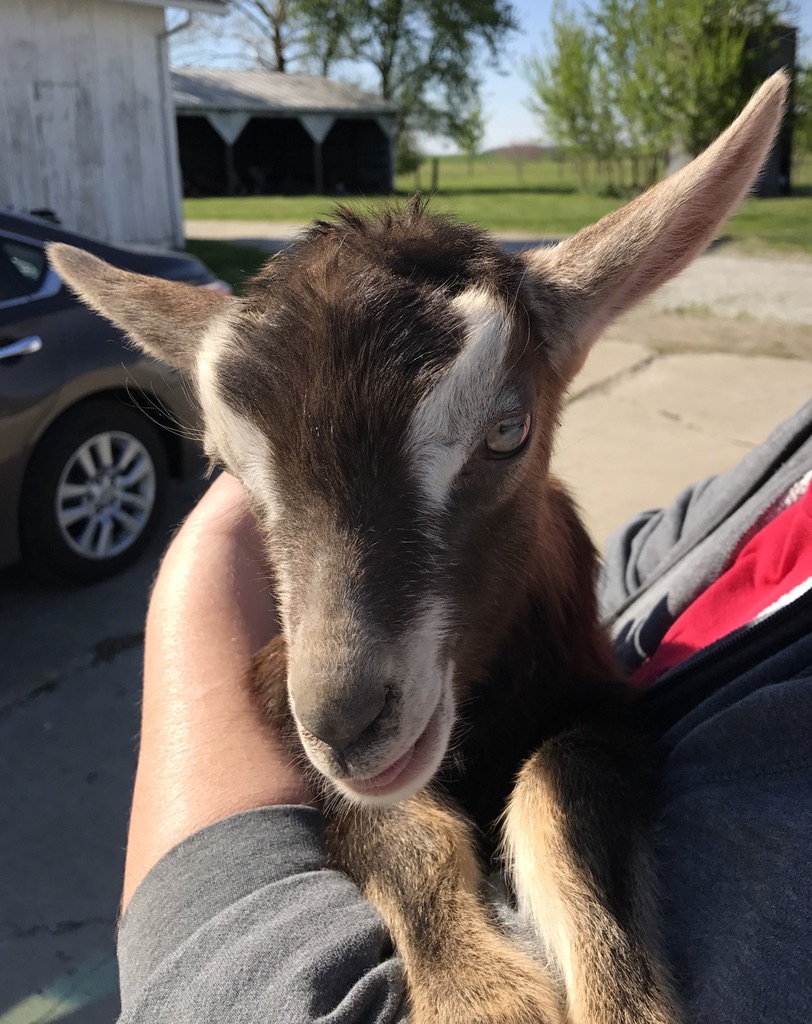 person holding a goat