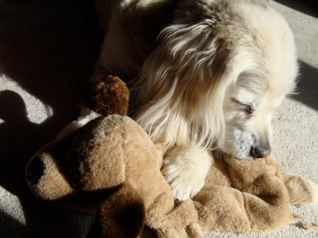 Tan Cavalier/Cocker Spaniel laying in bright sun holding a stuffed brown dog toy