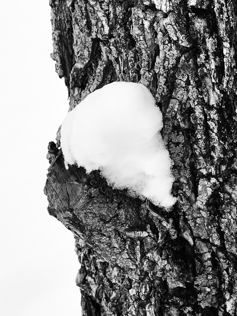 black and white photo of snow on the side of a tree