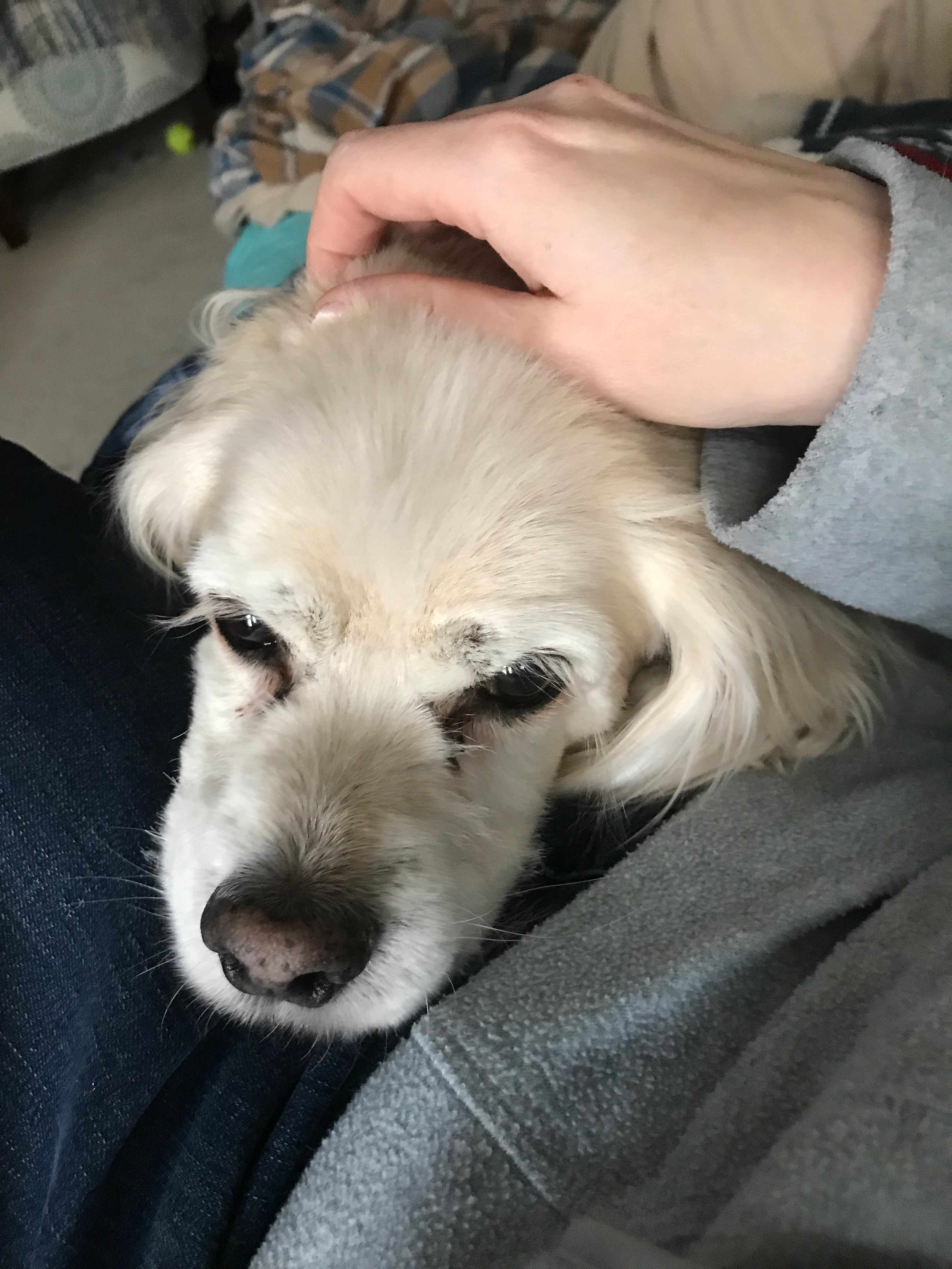 Dog head resting on a lap