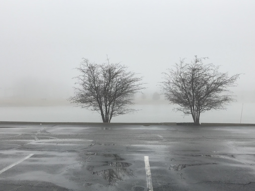 foggy day with 2 trees showing in a white backdrop
