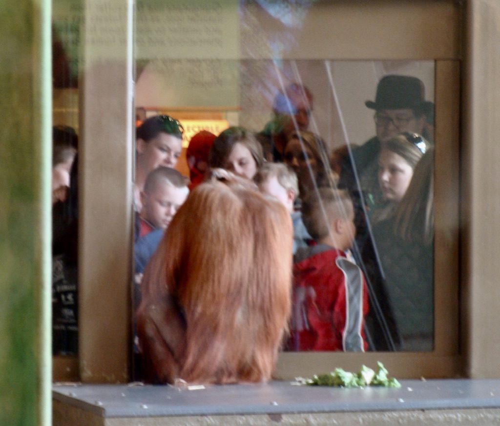 orangutan sitting by glass watching people watching him through the glass.