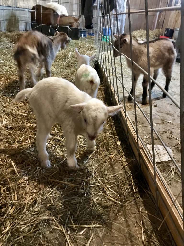 Four baby goats in a barn