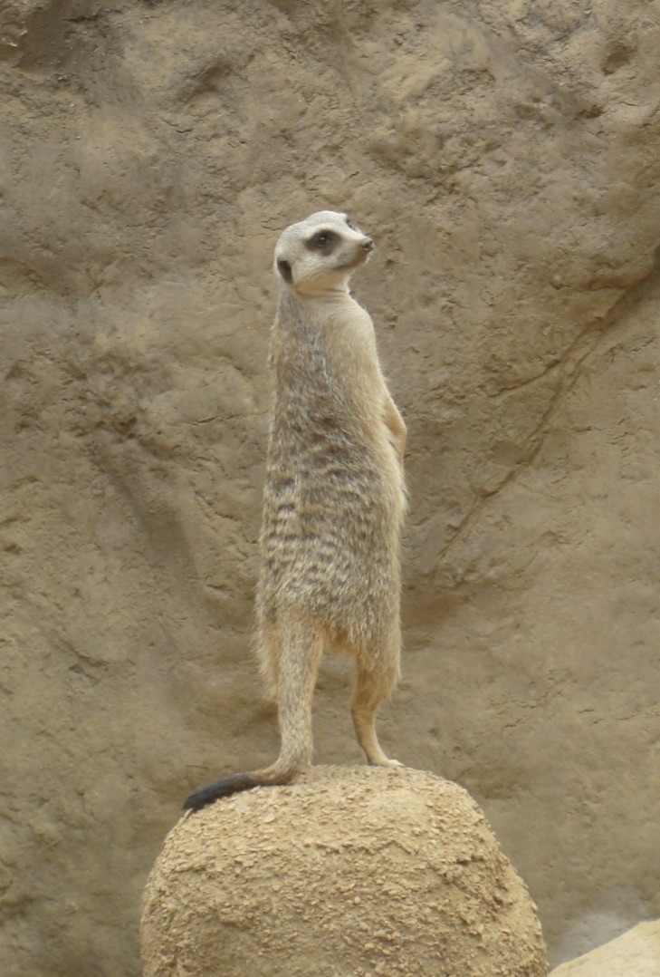 Meerkat looking right