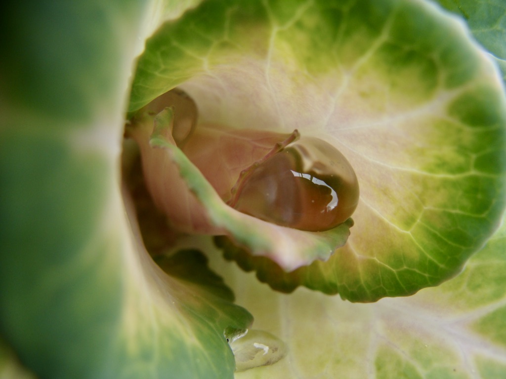 A water droplet contained in the center of a cabbage looking plant.