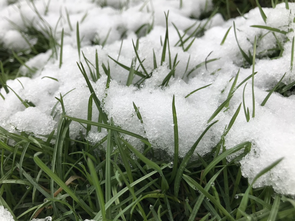 Grass poking through a thin layer of snow