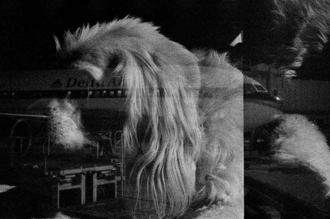 double exposure of dog and airplane