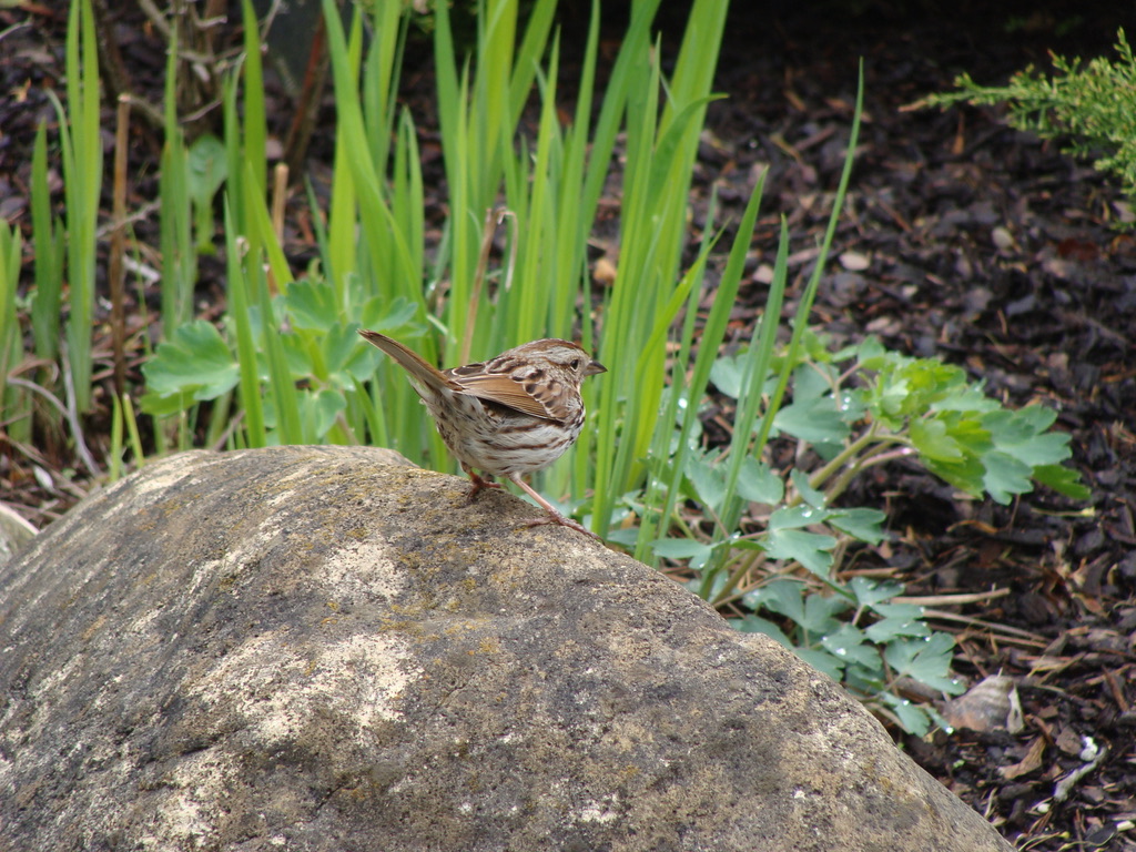 a little brown bird standing on a rock