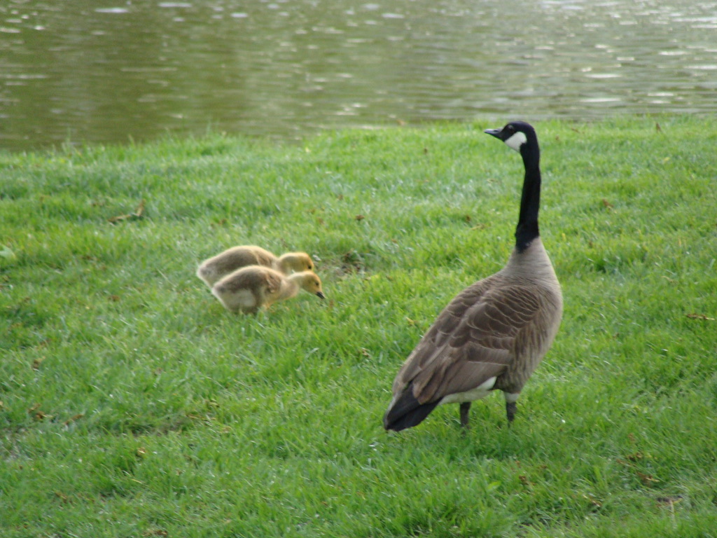 Mother and baby Canada Geese by a pond