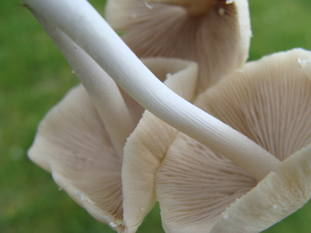 Mushrooms upside down 