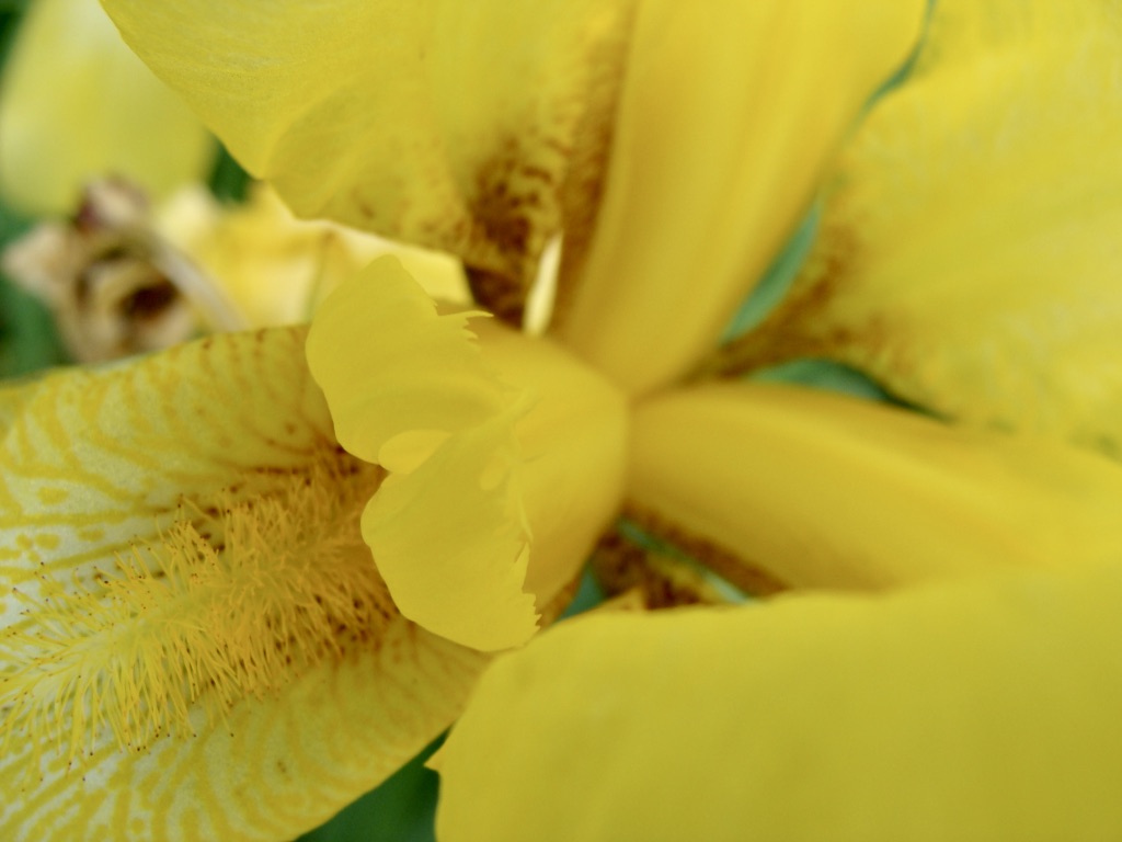 Close of of center of a yellow iris flower