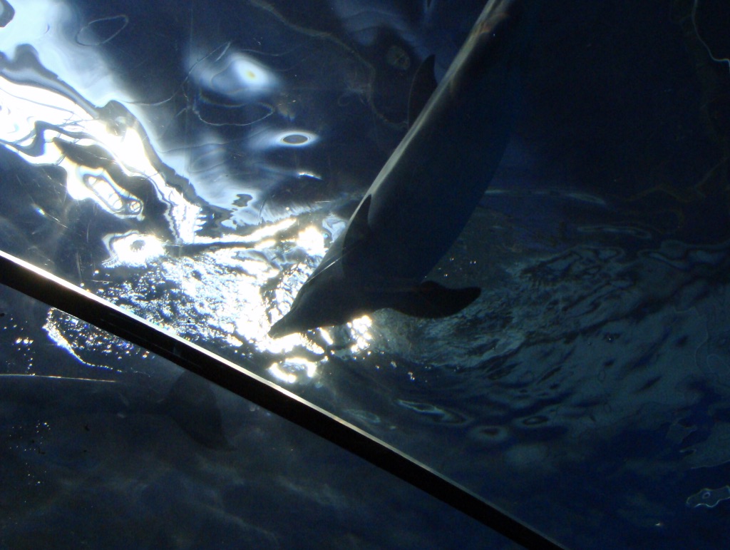 Dolphins above the head looking through a plastic bubble 