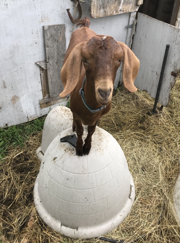 A goat standing on top on a top igloo 