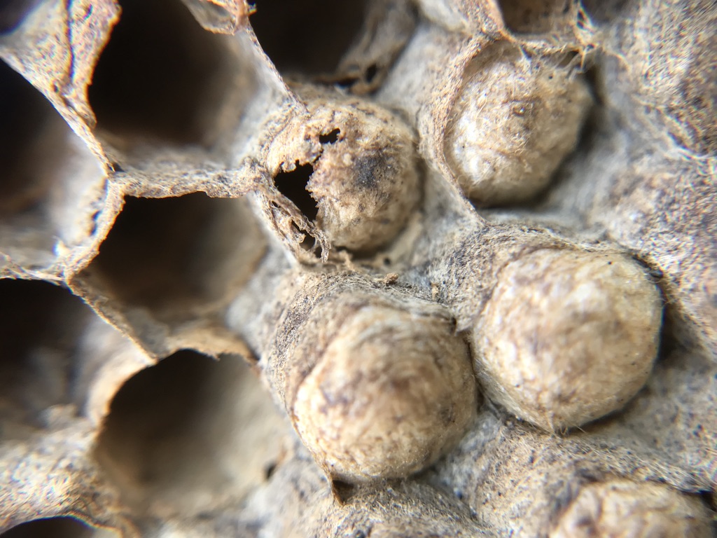 Close up of a dried wasps nest