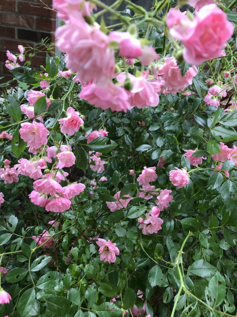 A rose bush full of little pink roses