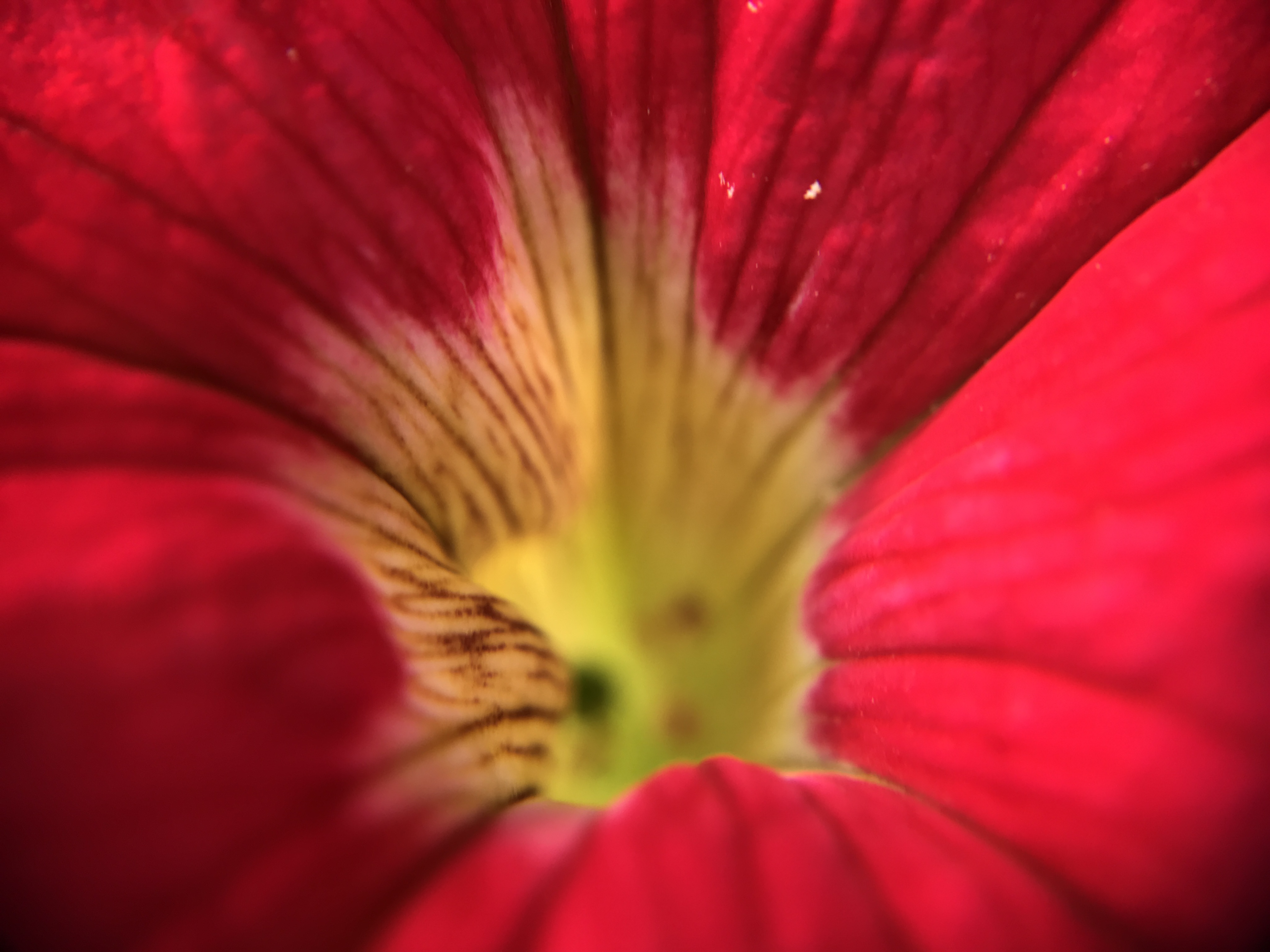 close up of a red flower with a yellow center