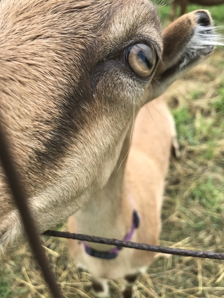 close up of a goat face