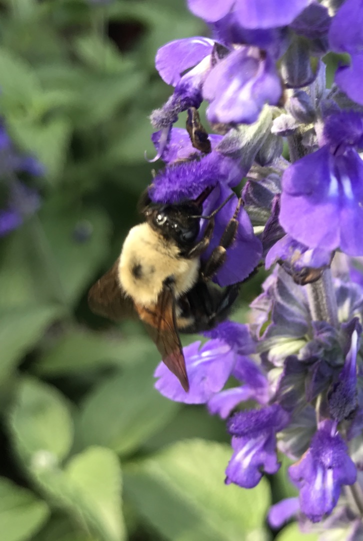 A Bee on a purple flower