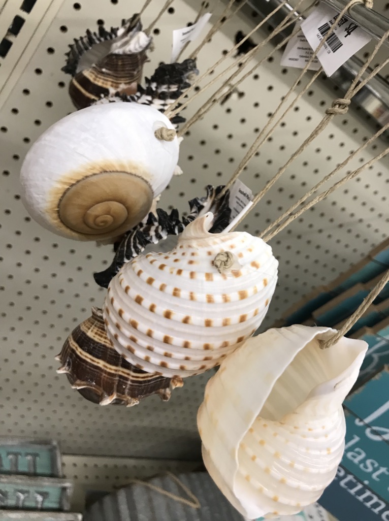 Sea Shells hanging in a store