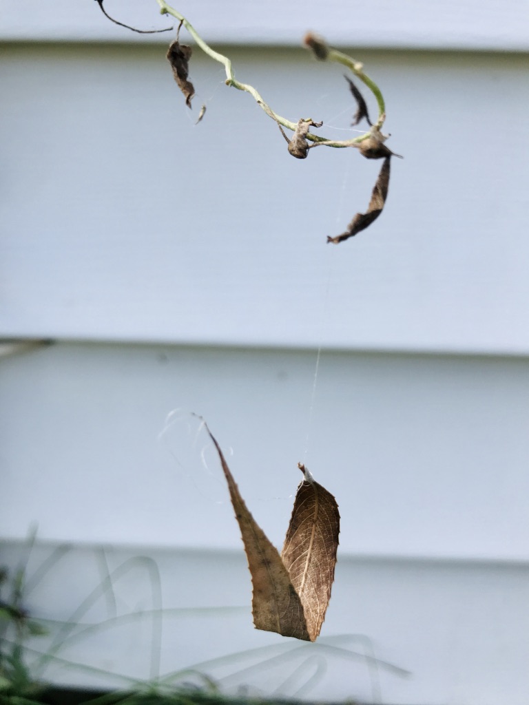 A leaf hanging from a stick by a spider web
