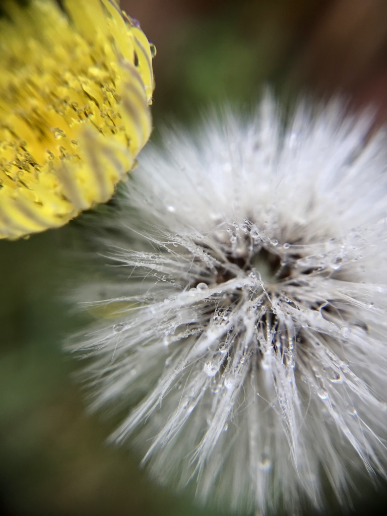Close up of a yellow flower and a white puff of flower seeds