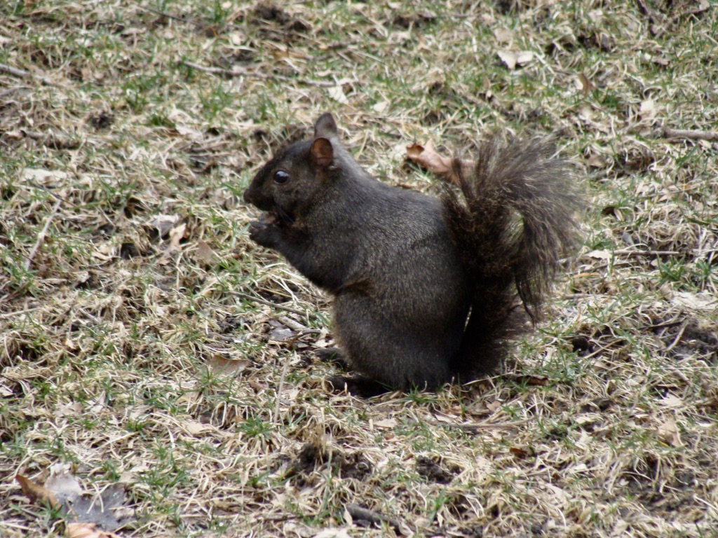 A black color squirrel 