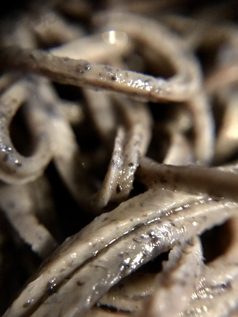 Close up of grey colored noodles with black spots