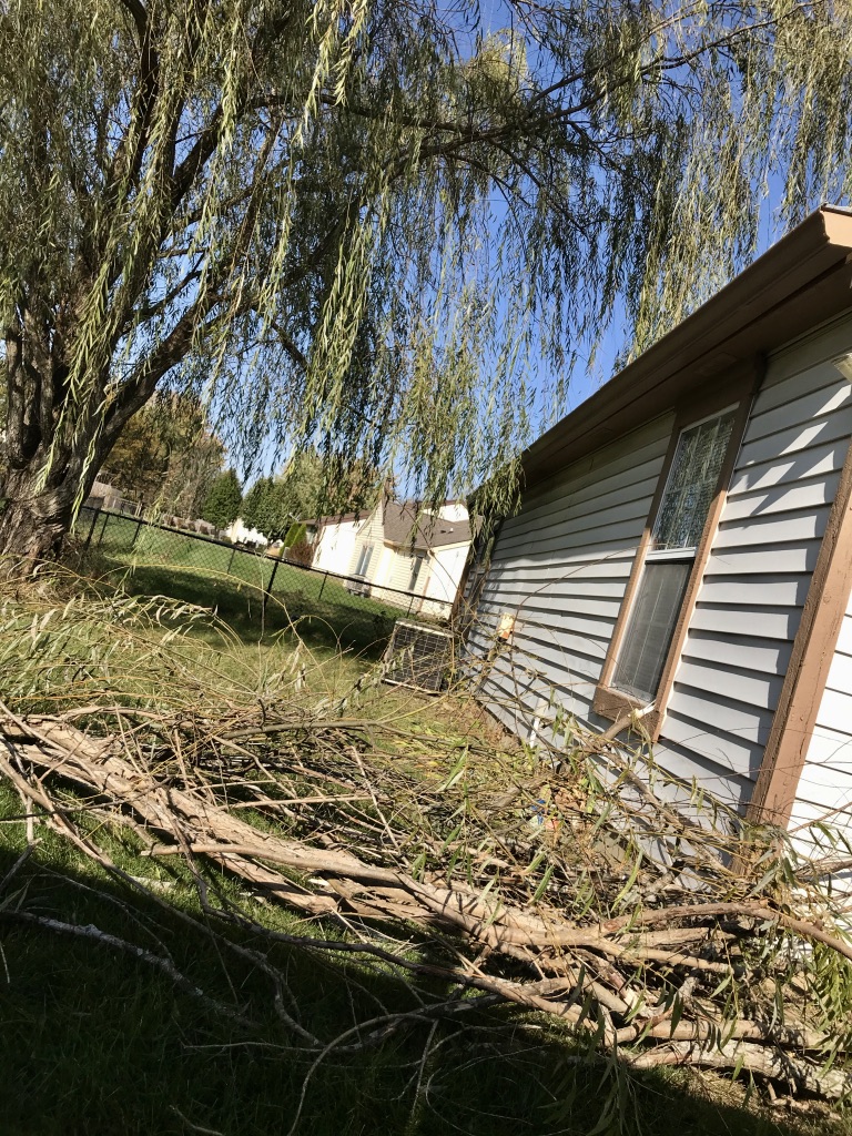 Back side of house with a willow tree and a pile of branched on the ground.