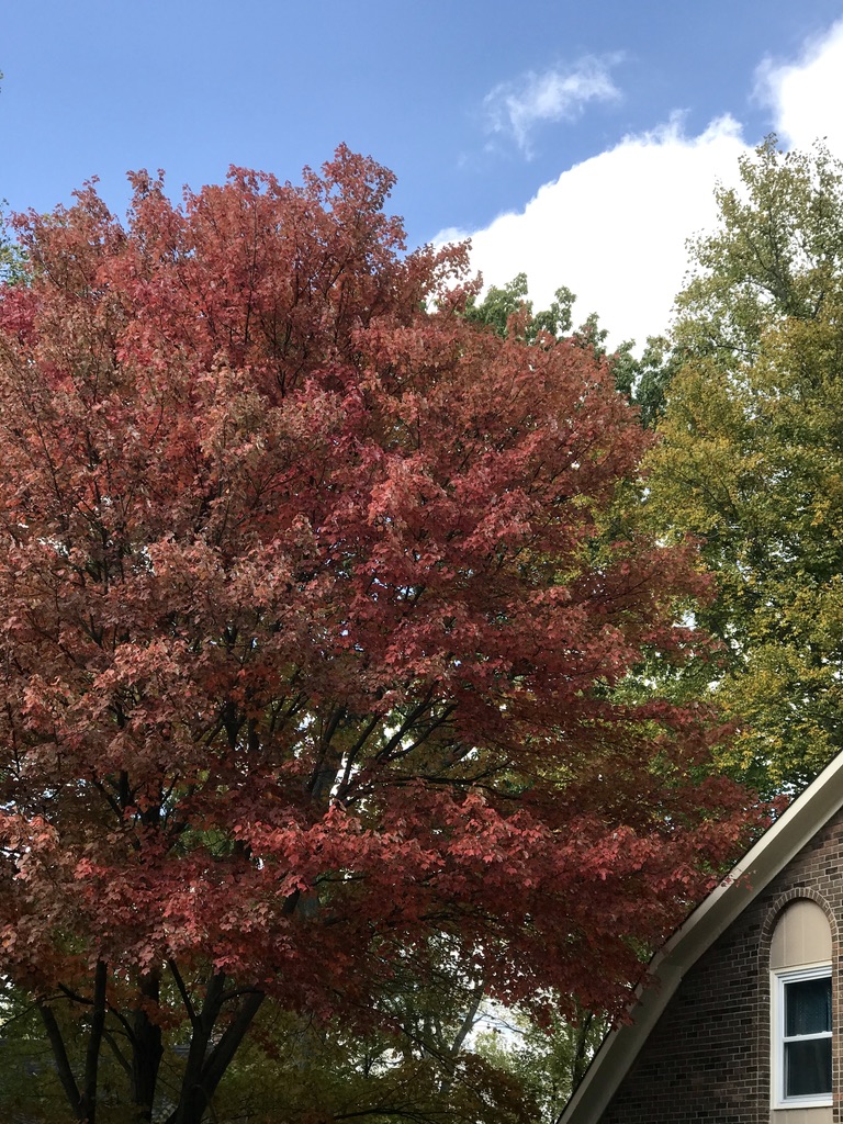 A tree with red leaves 