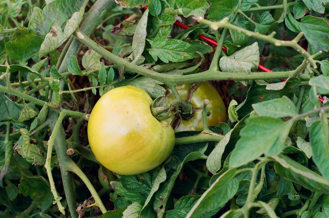 Green tomato on a tomato plant.