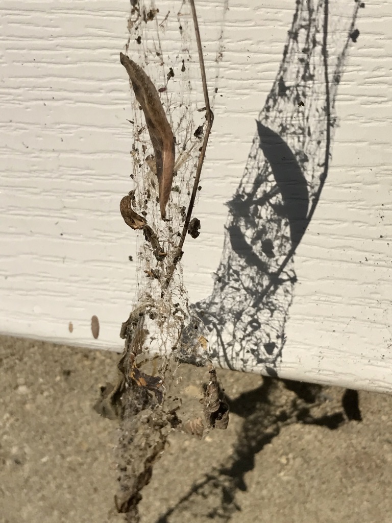 A spiderweb that has leaved caught in it and is dangling on side of house