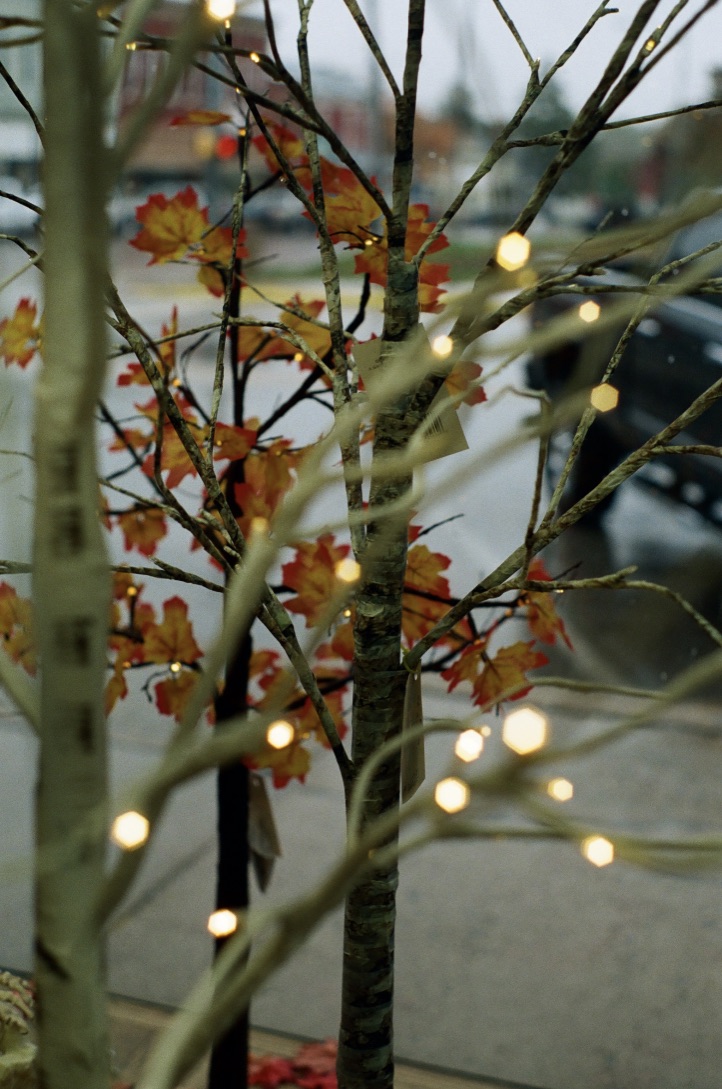 tree branched with white Christmas lights and fall leaves.