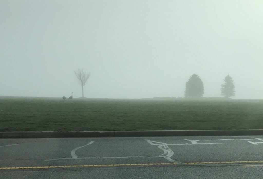 Foggy day with only trees and geese visible