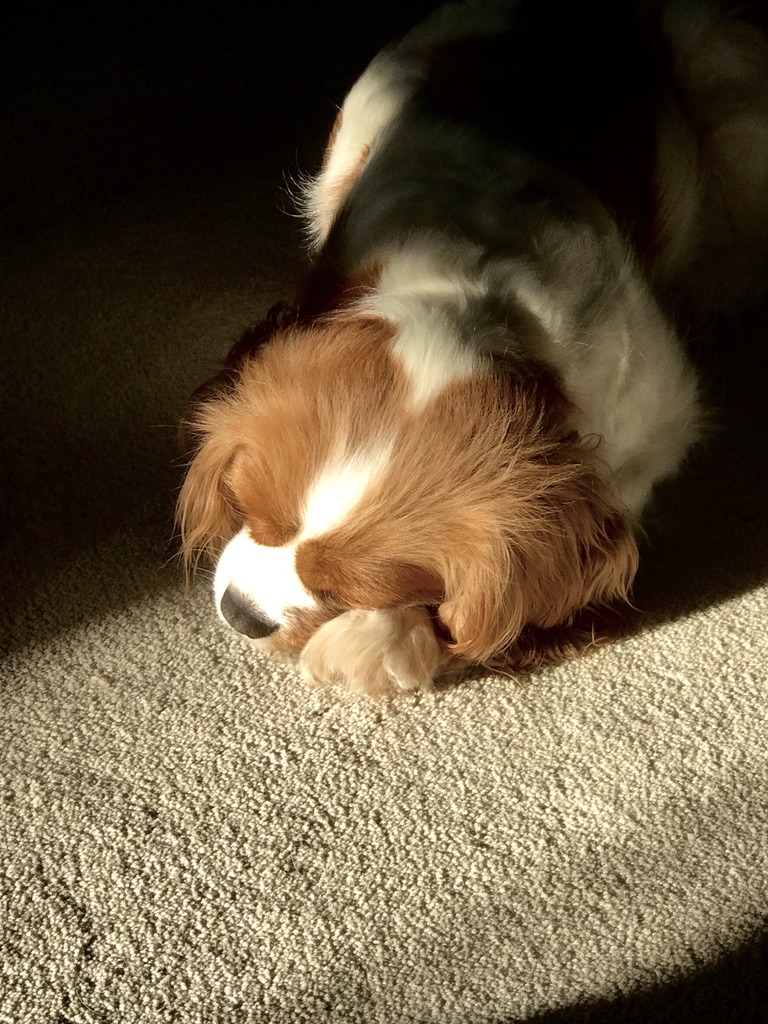 Brown and white dog sleeping in a sunbeam