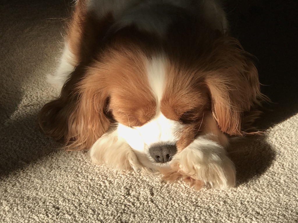 Brown and white dog sleeping in a sunbeam