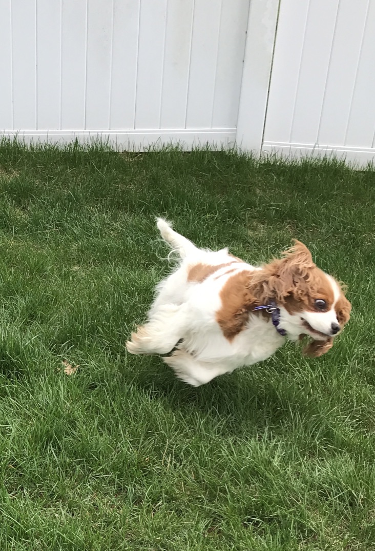 brown and white dog running